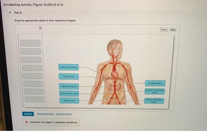 Art labeling activity figure 22.11 c