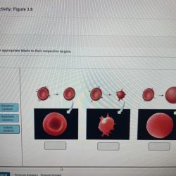 Art labeling activity figure 22.11 c