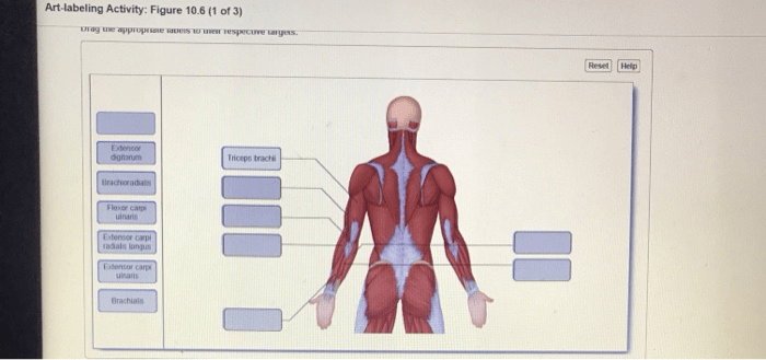 Art labeling activity figure 22.11 c