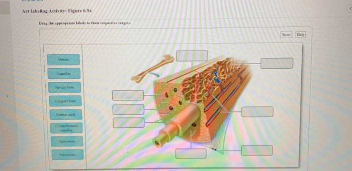 Art labeling activity figure 22.11 c