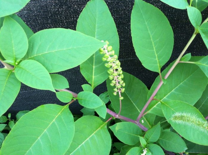 Broad green leaf plants with thick juicy pink stems