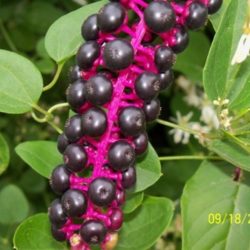 Broad green leaf plants with thick juicy pink stems