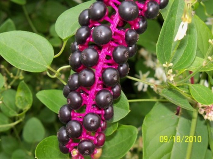 Broad green leaf plants with thick juicy pink stems