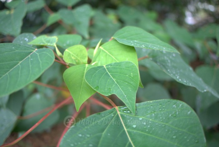 Broad green leaf plants with thick juicy pink stems