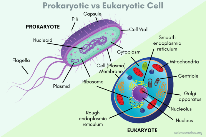 Prokaryotes and eukaryotes worksheet answer key