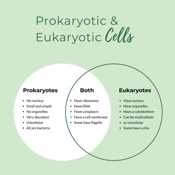 Biological classification key eukaryotic prokaryotic pogil characteristics chessmuseum