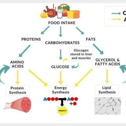 Which of the following is true regarding metabolism