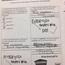 Prokaryotes and eukaryotes worksheet answer key