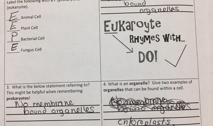 Prokaryotes and eukaryotes worksheet answer key