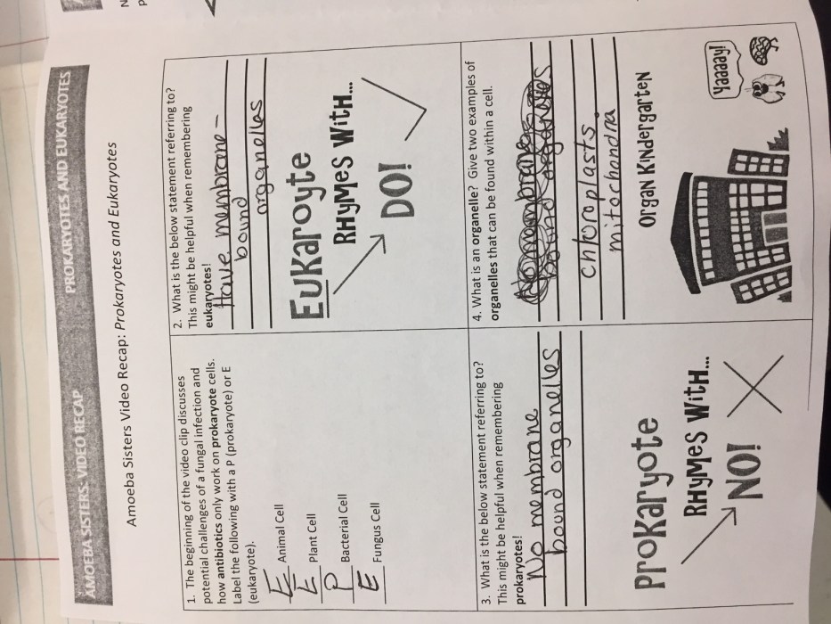 Prokaryotes and eukaryotes worksheet answer key